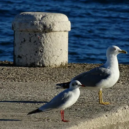 Pjaceta * Split